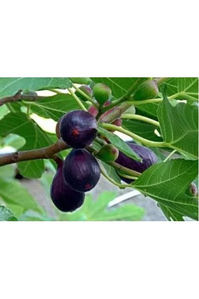 Інжир Київський великоплідний — плодоношення в Україні